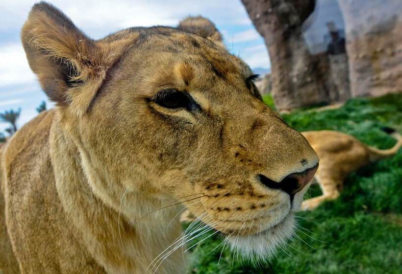 בית מלון כפרי Holiday Inn El Paso Airport, An Ihg