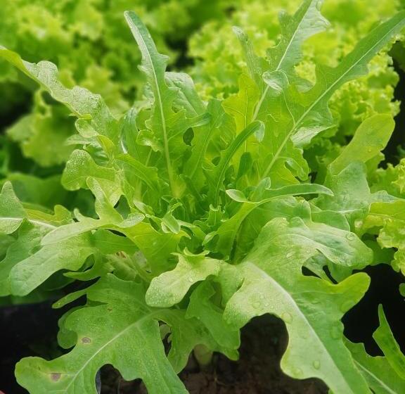 בית מלון כפרי Le Palais Juliana