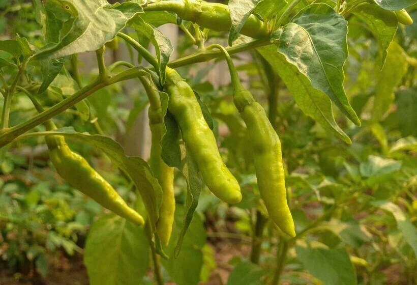 בית מלון כפרי Le Palais Juliana