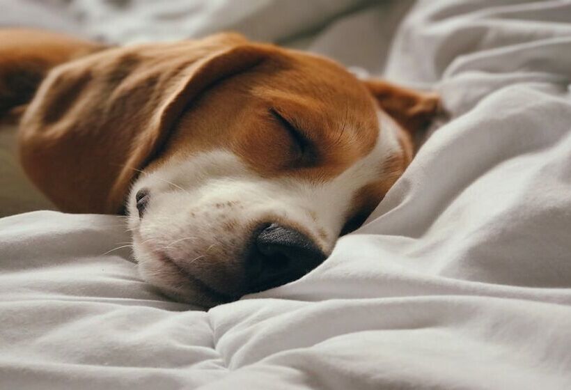 فندق Staybridge Suites San Antonio Sea World, An Ihg