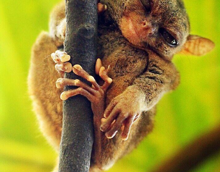 בית מלון כפרי The Peacock Garden