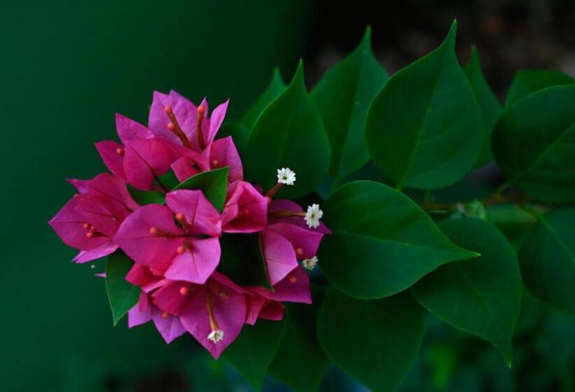 هتل Habitat Resort