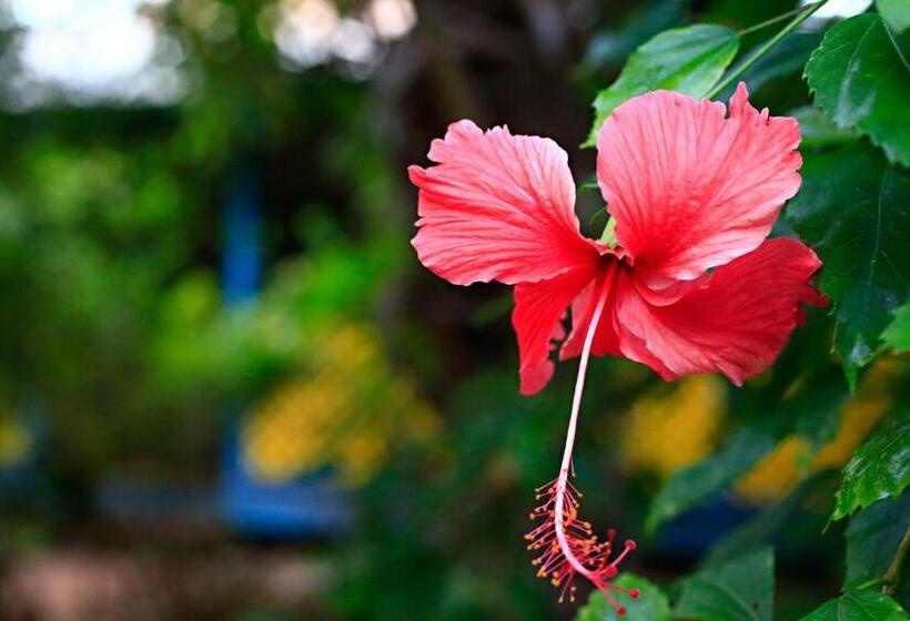 هتل Habitat Resort