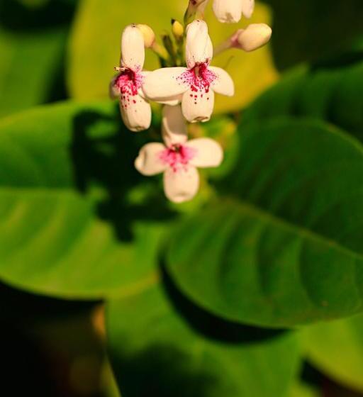 هتل Habitat Resort