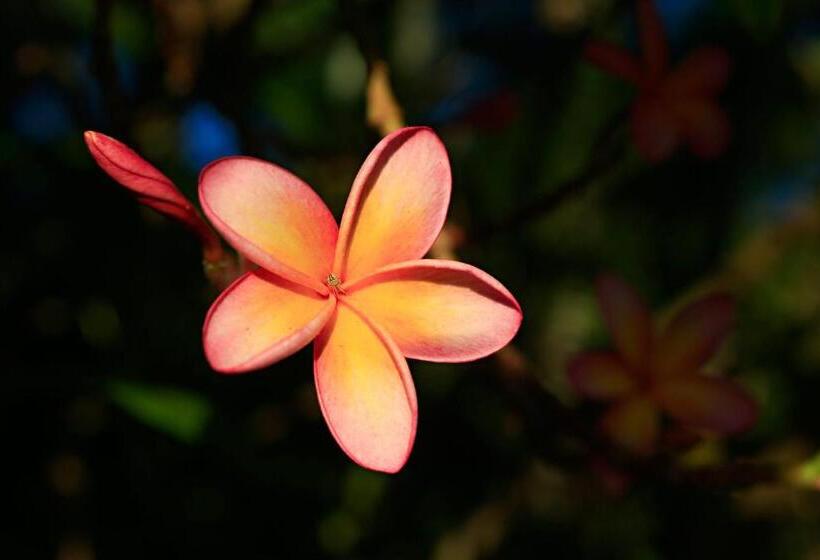 هتل Habitat Resort