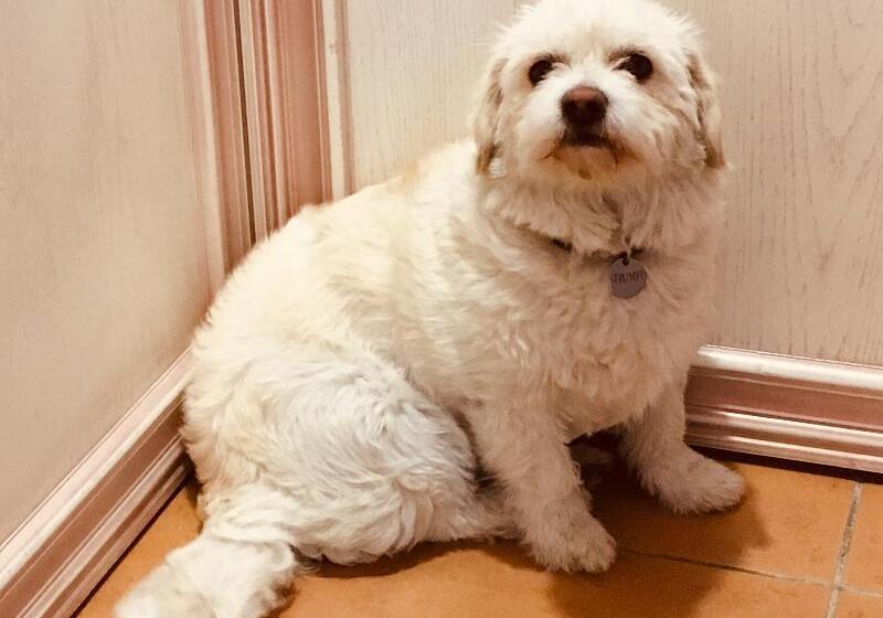 בית מלון כפרי Leaganul Bucovinei Guest House