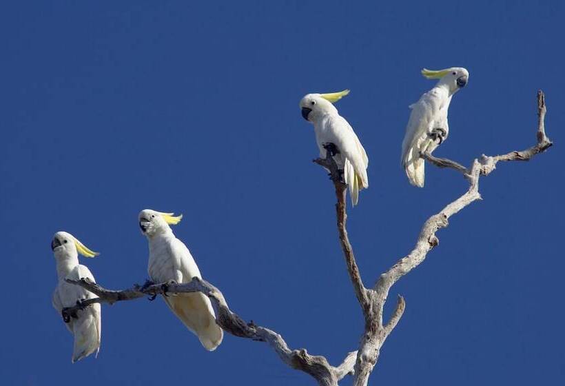 בית מלון כפרי Bamurru Plains