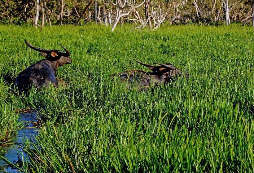 בית מלון כפרי Bamurru Plains