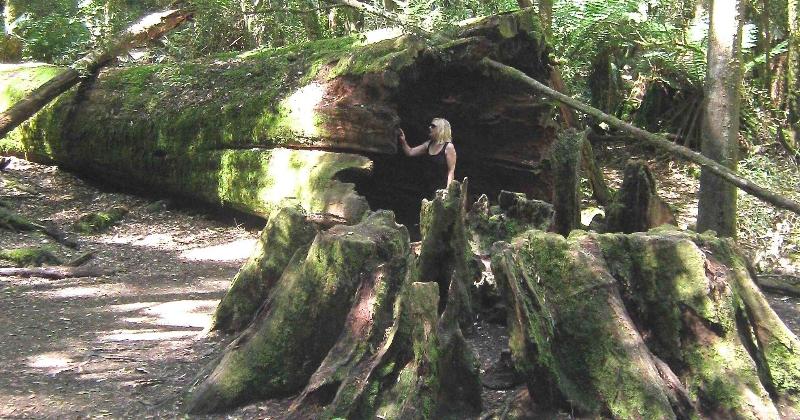 فندق The Woodbridge Waterfront Rooms