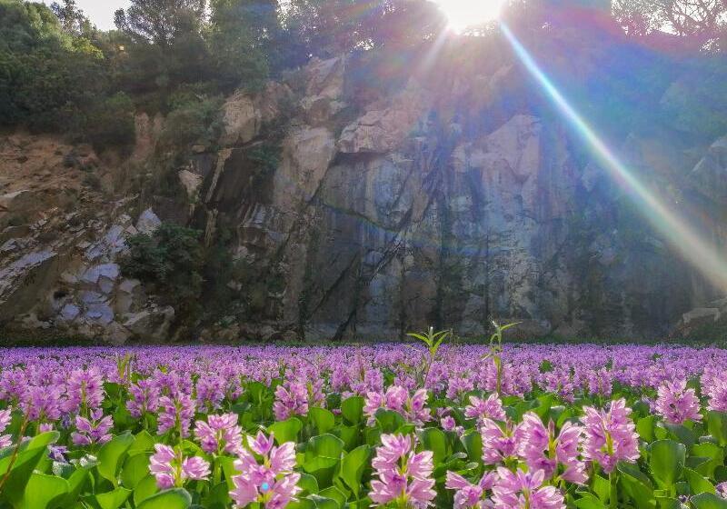 Arbatax Park Resort   Ville Del Parco