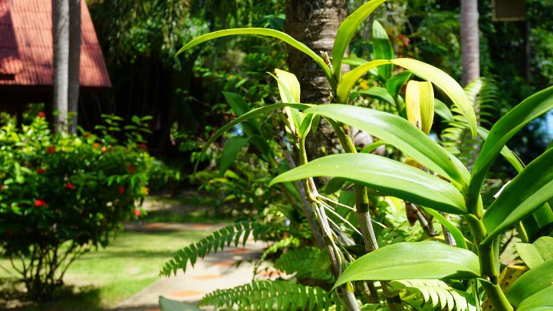 Отель Morning Star Resort