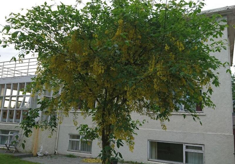 تختخواب و صبحانه Alba Guesthouse