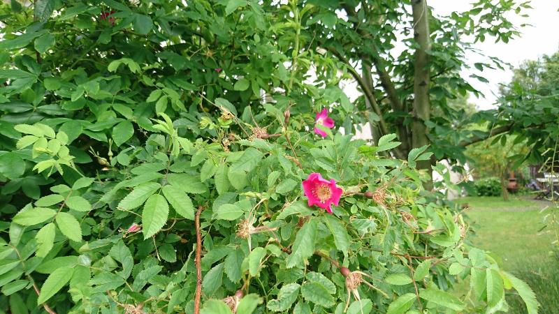 تختخواب و صبحانه Alba Guesthouse