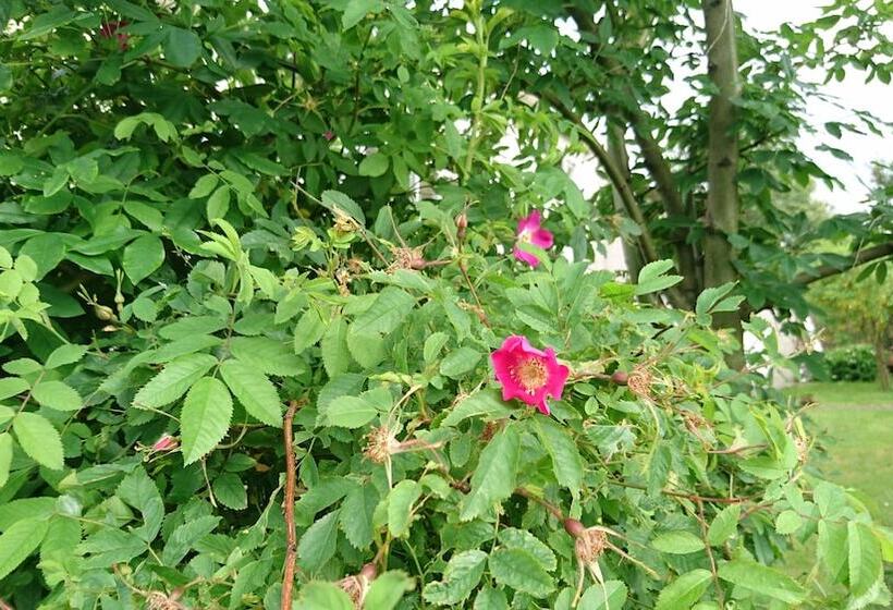 تختخواب و صبحانه Alba Guesthouse