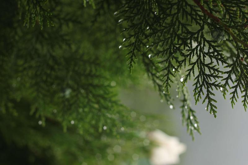 هتل Golden Tulip Manali