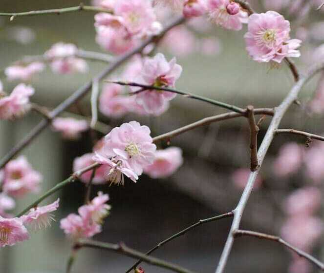 فندق Hananoyado Nishikien