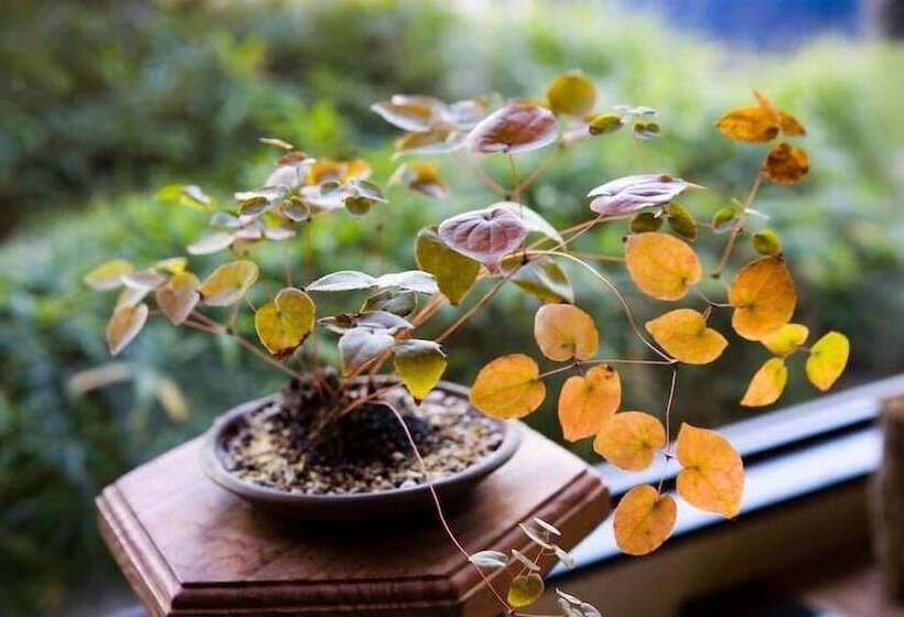 فندق Hananoyado Nishikien