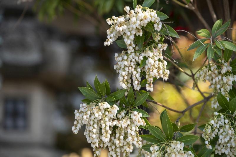 בית מלון כפרי Miyarikyu