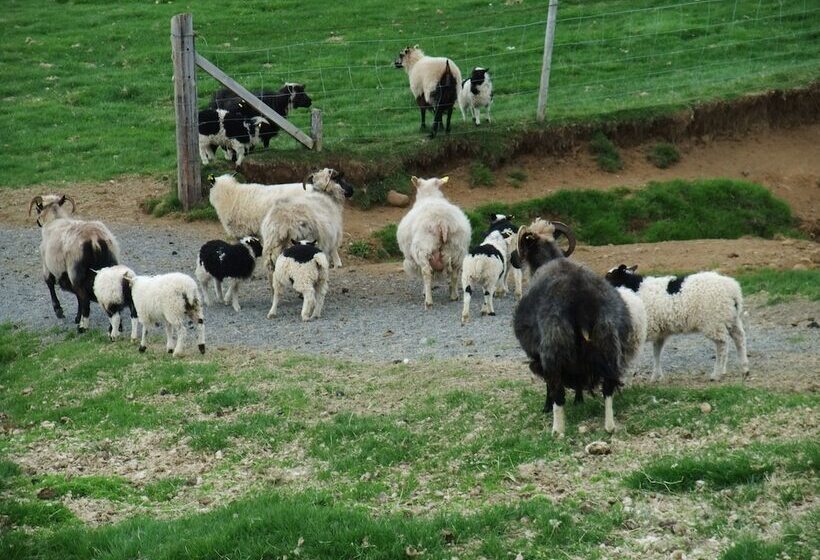 هتل Neðra Vatnshorn