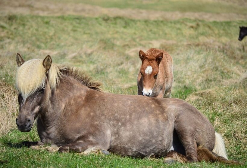 هتل Neðra Vatnshorn