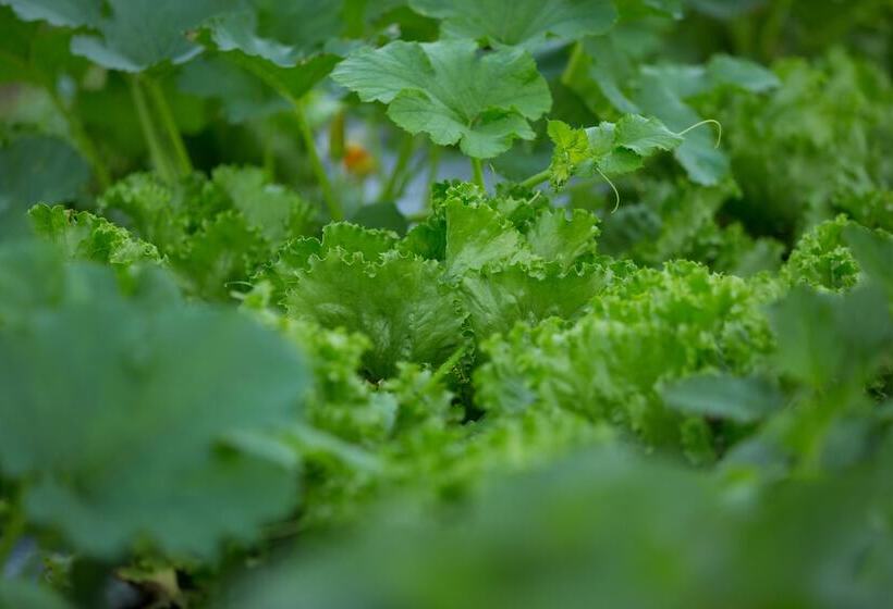 فندق Poppy Springs Resort & Spa