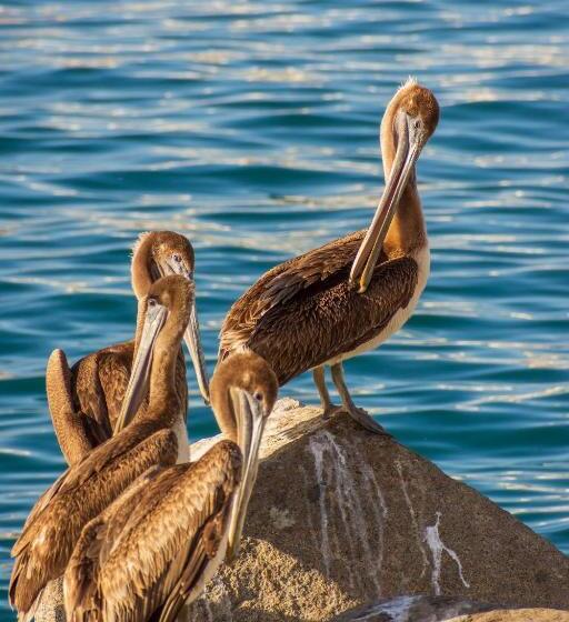 فندق Morro Bay Beach Inn