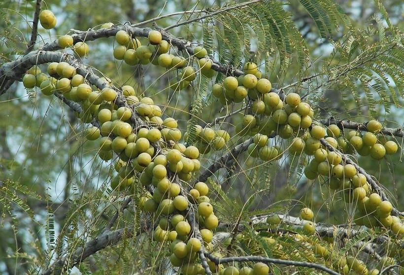 Отель Rajasthali Resort & Spa