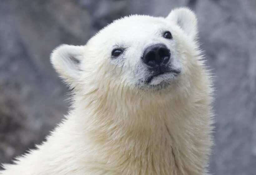 호텔 Toyoko Inn Asahikawa Ekimae Miyashita-dori