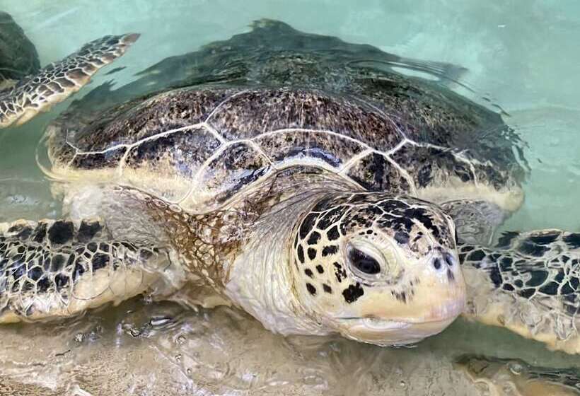 酒店 Toyoko Inn Fujisan Numazu-eki Kita-guchi No.2