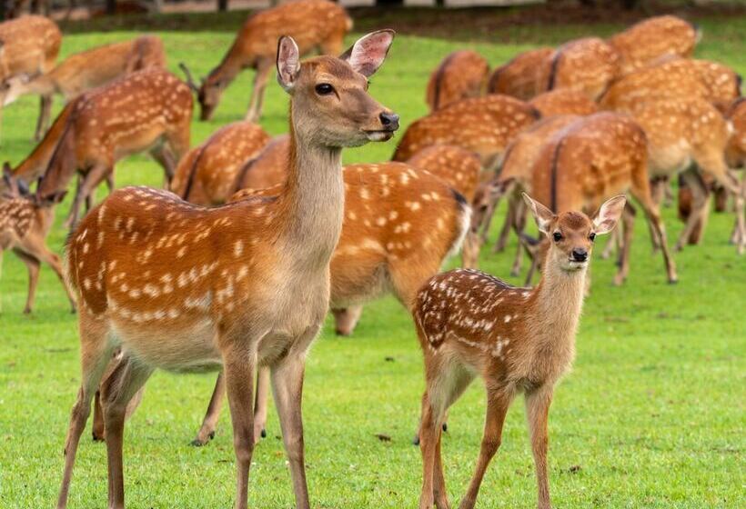 호텔 Toyoko Inn Nara Shin-Omiya Ekimae