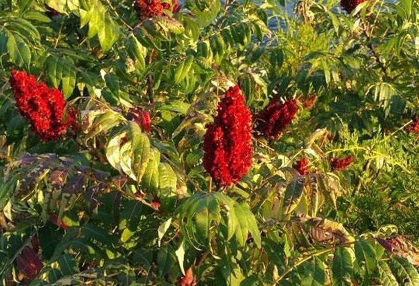 فندق Best Western J. C. Inn