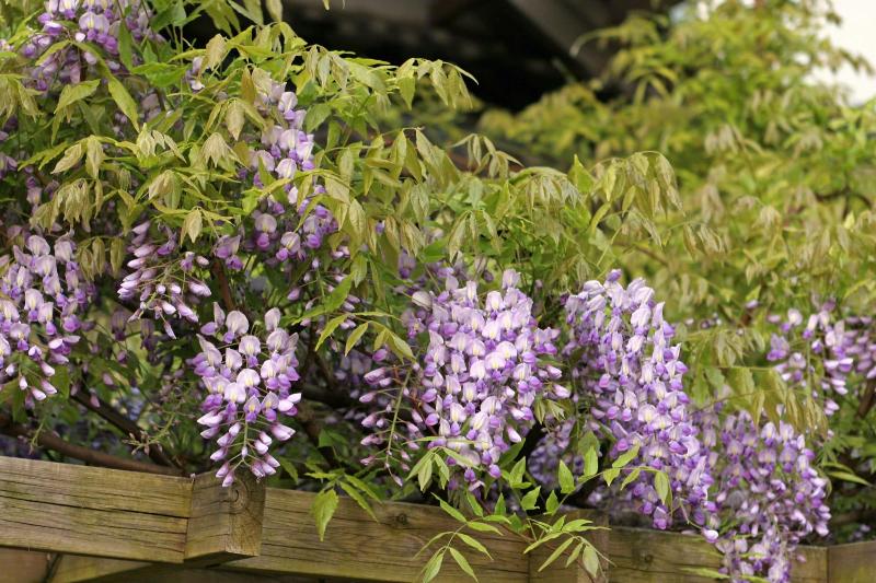 فندق Chikurinin Gunpoen