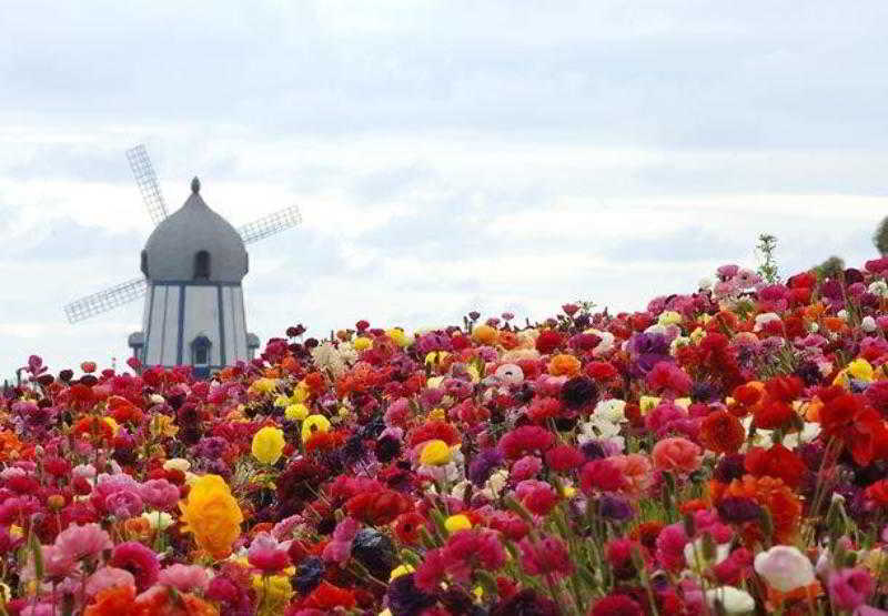 酒店 Courtyard By Marriott San Diego Carlsbad