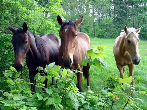 בית מלון כפרי Fero Lux