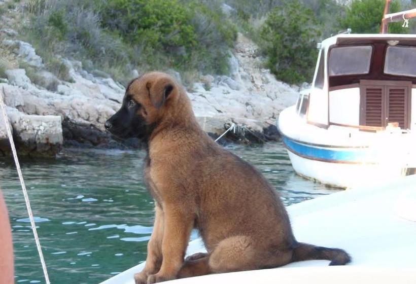 Apartments And Rooms Rogosic