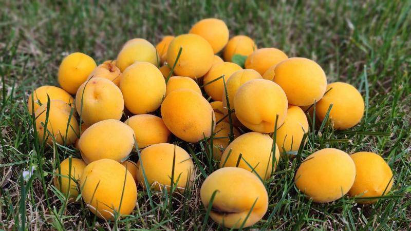 Отель Crowne Plaza Shanghai Anting Auto City