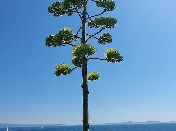 Szálloda Violeta Hvar