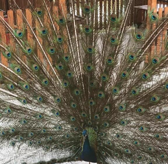 مُتل &spamontenegro Rivijera