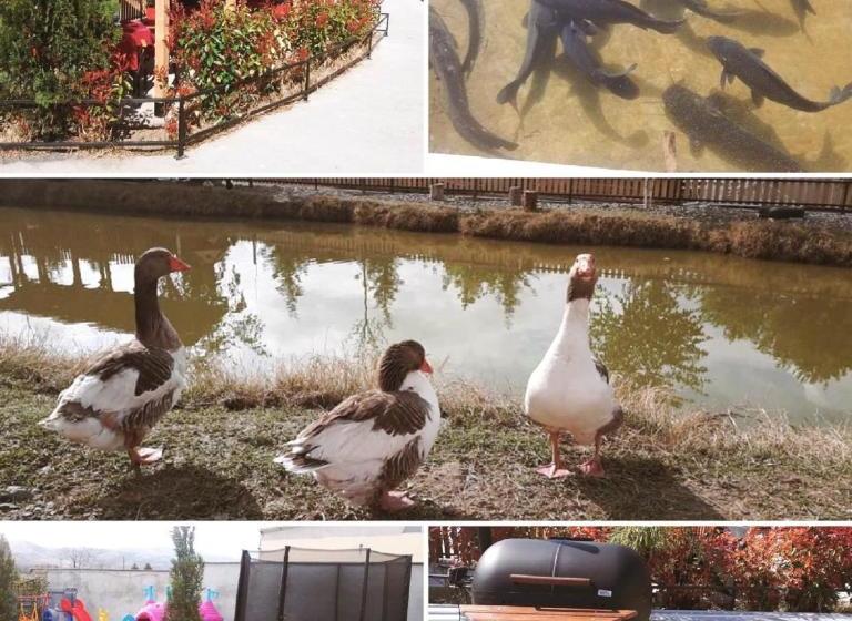 مُتل &spamontenegro Rivijera