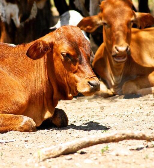 Отель Kia Lodge