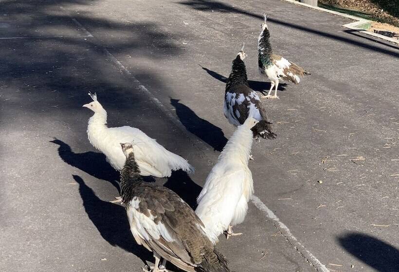 فندق Fuji Mihana Resort