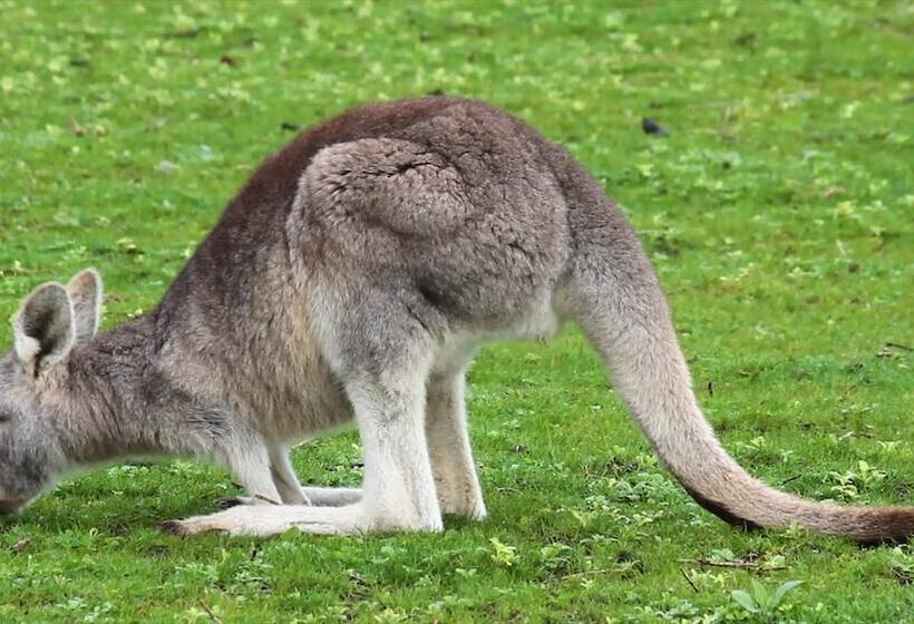 בית מלון כפרי Limosa Rise