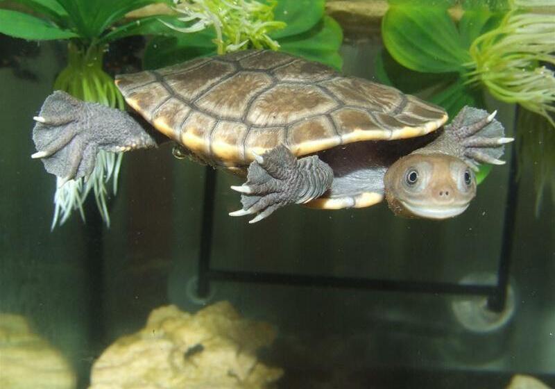 Territory Manor Motel & Caravan Park