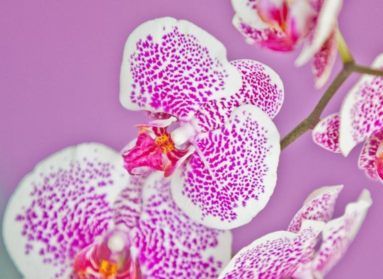 酒店 Alix Boutique