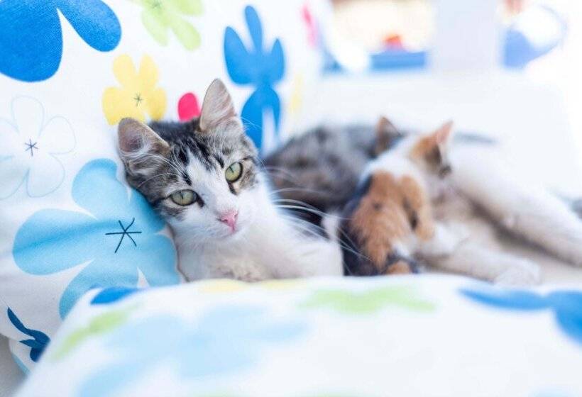 Kelebek Butik Pansiyon