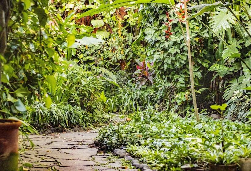 árbol De Fuego Eco Hotel, A Green Experience In The City