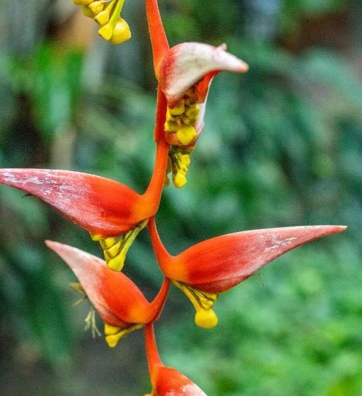 árbol De Fuego Eco Hotel, A Green Experience In The City