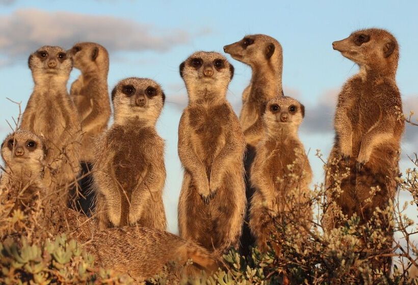 هتل De Zeekoe Guest Farm