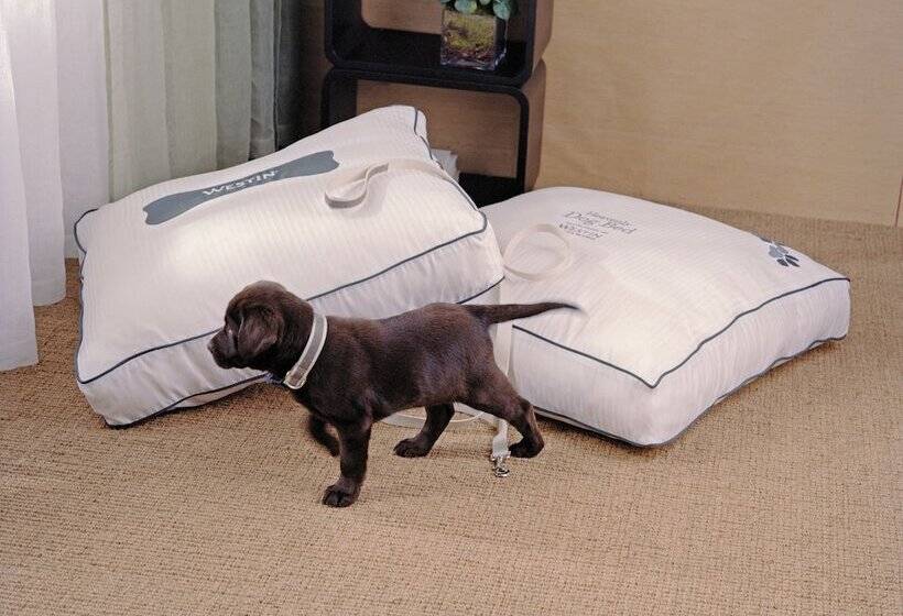 酒店 The Westin Guadalajara