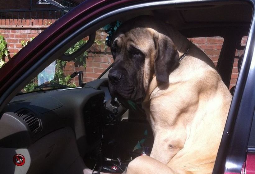 فندق Castle Farmhouse B & B